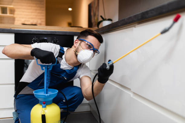 Best Affordable Pest Control Services  in Bullhead City, AZ