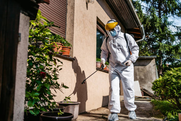 Best Local Pest Control Services  in Bullhead City, AZ