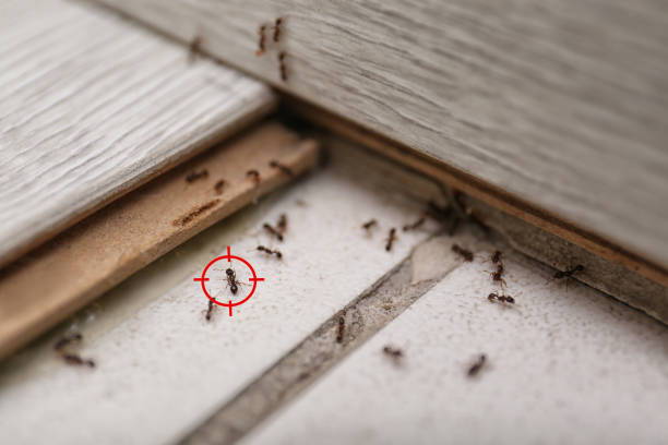Best Best Pest Control Companies  in Bullhead City, AZ