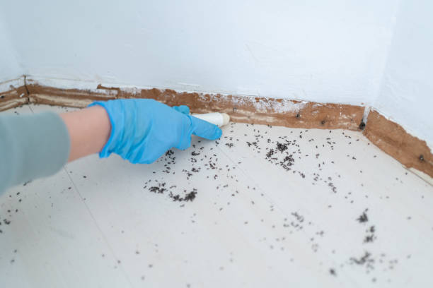 Bullhead City, AZ Pest Control Company