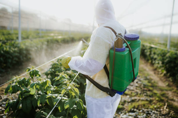 Best Best Pest Control Companies  in Bullhead City, AZ